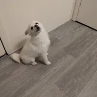 Snowflake, a female Pomsky for sale in Fennville, MI – Photo 7 of 7