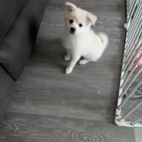 Snowflake, a female Pomsky for sale in Fennville, MI – Photo 2 of 7