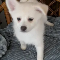 Snowflake, a female Pomsky for sale in Fennville, MI – Photo 4 of 7