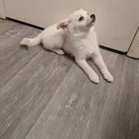 Snowflake, a female Pomsky for sale in Fennville, MI – Photo 1 of 7