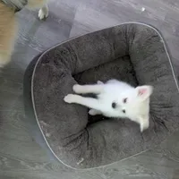 Snowflake, a female Pomsky for sale in Fennville, MI – Photo 6 of 7