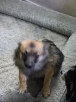 Tatter , a male Cairn Terrier and Pomeranian for sale in Fennville, MI – 3 of 4