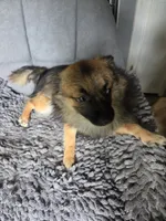 Tater, a male Chihuahua and Pomeranian for sale in Fennville, MI – 9 of 9