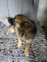 Tater, a male Chihuahua and Pomeranian for sale in Fennville, MI – 6 of 9