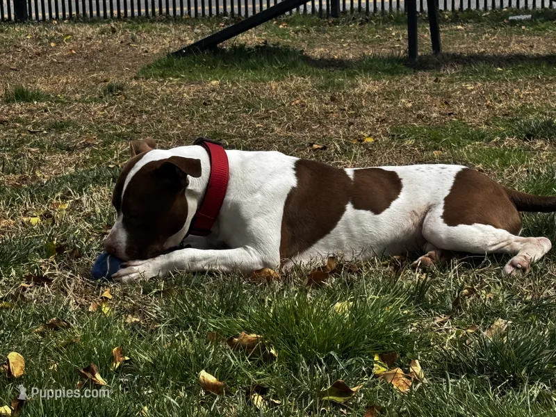 Pablo – American Pit Bull Terrier puppy for sale in Baltimore, MD