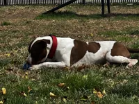 Pablo, a male American Pit Bull Terrier for sale in Baltimore, MD – 1 of 9