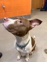 Pablo, a male American Pit Bull Terrier for sale in Baltimore, MD – 4 of 9