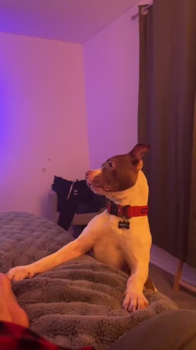 Pablo, a male American Pit Bull Terrier for sale in Baltimore, MD – 9 of 9