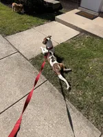 Pablo, a male American Pit Bull Terrier for sale in Baltimore, MD – 5 of 9