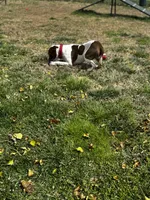 Pablo, a male American Pit Bull Terrier for sale in Baltimore, MD – 6 of 9