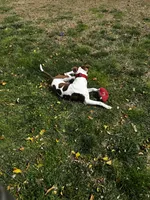 Pablo, a male American Pit Bull Terrier for sale in Baltimore, MD – 8 of 9