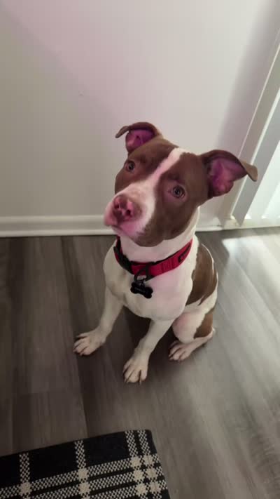 Pablo, a male American Pit Bull Terrier for sale in Baltimore, MD – 3 of 9