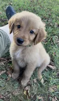 Golden Retrievers , a male Golden Retriever for sale in Bolivar, MO – 1 of 7