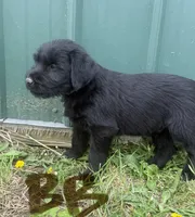 Brown Boy, a male Giant Schnauzer and Irish Wolfhound for sale in Bolivar, MO – Photo 1 of 6