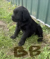 Brown Boy, a male Giant Schnauzer and Irish Wolfhound for sale in Bolivar, MO – Photo 4 of 6