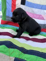Brown Boy, a male Giant Schnauzer and Irish Wolfhound for sale in Bolivar, MO – Photo 2 of 5