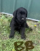 Brown Boy, a male Giant Schnauzer and Irish Wolfhound for sale in Bolivar, MO – Photo 2 of 6