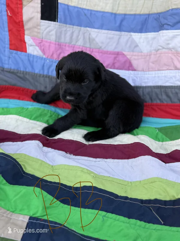 Brown Boy – Giant Schnauzer, Irish Wolfhound puppy for sale in Bolivar, MO