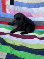 Brown Boy, a male Giant Schnauzer and Irish Wolfhound for sale in Bolivar, MO – Photo 1 of 5