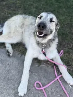 Brown Boy, a male Giant Schnauzer and Irish Wolfhound for sale in Bolivar, MO – Photo 4 of 5