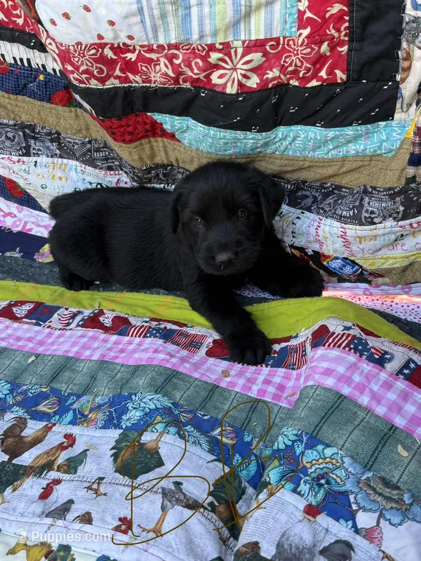 Brown Boy – Giant Schnauzer, Irish Wolfhound puppy for sale in Bolivar, MO