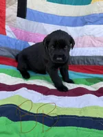 Brown Boy, a male Giant Schnauzer and Irish Wolfhound for sale in Bolivar, MO – Photo 3 of 5
