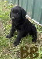 Brown Boy, a male Giant Schnauzer and Irish Wolfhound for sale in Bolivar, MO – Photo 3 of 6