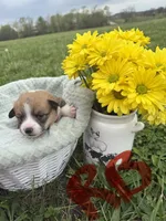 C- Red Boy, a male Cardigan Welsh Corgi and Pembroke Welsh Corgi for sale in Bolivar, MO – Photo 2 of 3
