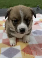 C- Red Boy, a male Cardigan Welsh Corgi and Pembroke Welsh Corgi for sale in Bolivar, MO – Photo 3 of 6