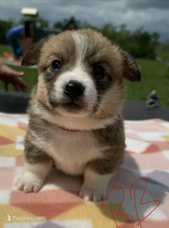 C- Red Boy – Cardigan Welsh Corgi, Pembroke Welsh Corgi puppy for sale in Bolivar, MO