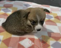 C- Red Boy, a male Cardigan Welsh Corgi and Pembroke Welsh Corgi for sale in Bolivar, MO – Photo 4 of 6