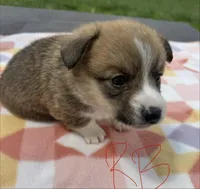 C- Red Boy, a male Cardigan Welsh Corgi and Pembroke Welsh Corgi for sale in Bolivar, MO – Photo 2 of 6