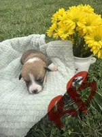 C- Red Boy, a male Cardigan Welsh Corgi and Pembroke Welsh Corgi for sale in Bolivar, MO – Photo 3 of 3