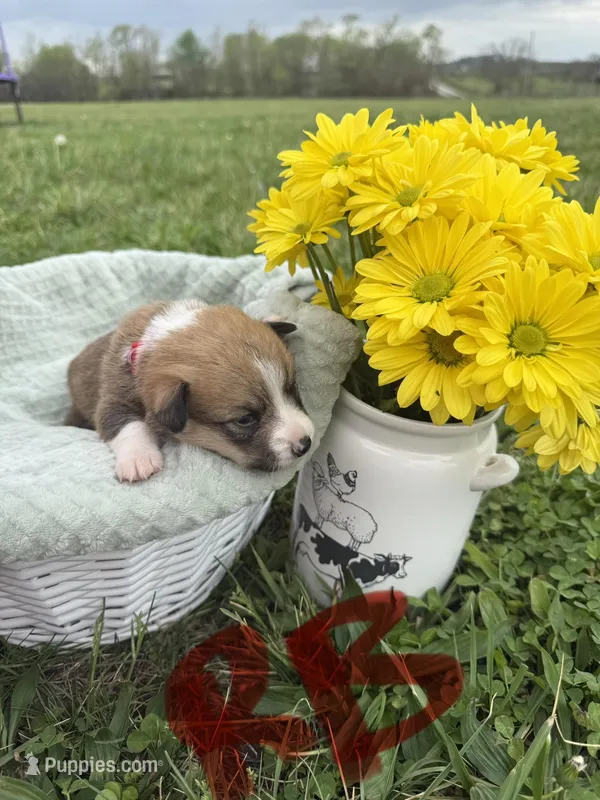 C- Red Boy – Cardigan Welsh Corgi, Pembroke Welsh Corgi puppy for sale in Bolivar, MO