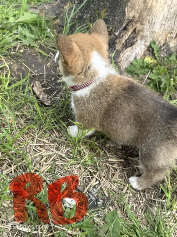 C- Red Boy – Cardigan Welsh Corgi, Pembroke Welsh Corgi puppy for sale in Bolivar, MO