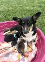 C- Red Boy, a male Cardigan Welsh Corgi and Pembroke Welsh Corgi for sale in Bolivar, MO – Photo 5 of 6