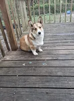 C- Red Boy, a male Cardigan Welsh Corgi and Pembroke Welsh Corgi for sale in Bolivar, MO – Photo 6 of 6