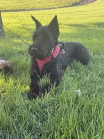 Maisie, a female Giant Schnauzer and Irish Wolfhound for sale in Bolivar, MO – 7 of 7