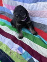 Purple Girl , a female Giant Schnauzer and Irish Wolfhound for sale in Bolivar, MO – Photo 4 of 7