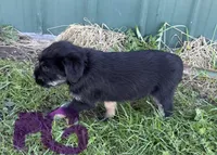 Purple Girl , a female Giant Schnauzer and Irish Wolfhound for sale in Bolivar, MO – Photo 2 of 5