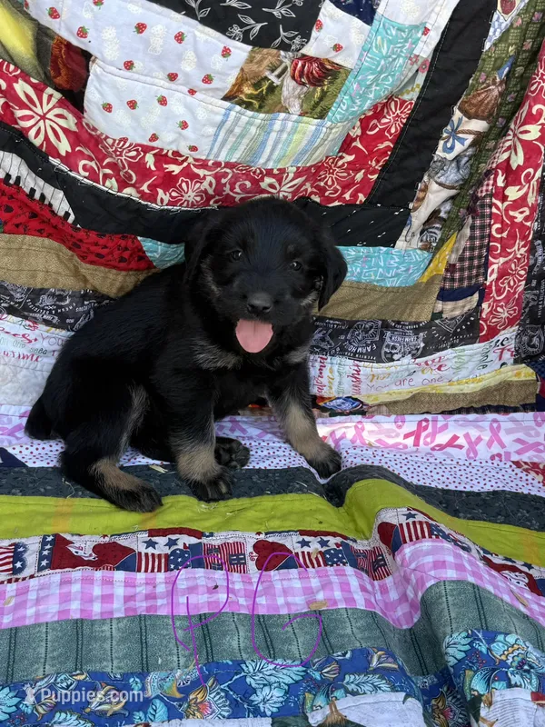 Purple Girl  – Giant Schnauzer, Irish Wolfhound puppy for sale in Bolivar, MO