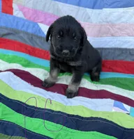 Purple Girl , a female Giant Schnauzer and Irish Wolfhound for sale in Bolivar, MO – Photo 2 of 7