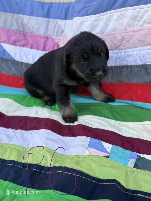 Purple Girl  – Giant Schnauzer, Irish Wolfhound puppy for sale in Bolivar, MO