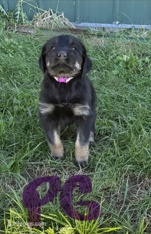 Purple Girl  – Giant Schnauzer, Irish Wolfhound puppy for sale in Bolivar, MO