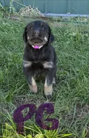 Purple Girl , a female Giant Schnauzer and Irish Wolfhound for sale in Bolivar, MO – Photo 1 of 5