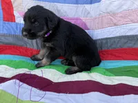 Purple Girl , a female Giant Schnauzer and Irish Wolfhound for sale in Bolivar, MO – Photo 3 of 7