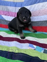 Purple Girl , a female Giant Schnauzer and Irish Wolfhound for sale in Bolivar, MO – Photo 5 of 7