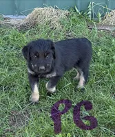 Purple Girl , a female Giant Schnauzer and Irish Wolfhound for sale in Bolivar, MO – Photo 3 of 5