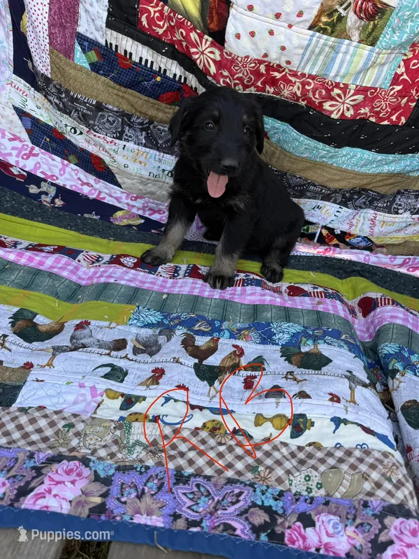 Red Boy  – Giant Schnauzer, Irish Wolfhound puppy for sale in Bolivar, MO