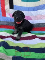 Red Boy , a male Giant Schnauzer and Irish Wolfhound for sale in Bolivar, MO – Photo 4 of 6